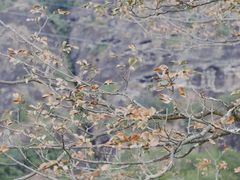 -冠豸山景区