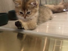 -飞行喵MR PILOT|猫舍·猫咖(静安大融城店)