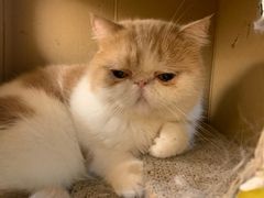 -滚猫咖啡·猫咖·猫友好撸猫(未来城店)