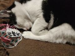 -猫的天空之城概念书店(杭州南宋御街店)