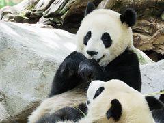 -都江堰中华大熊猫苑