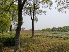 -上海都市菜园