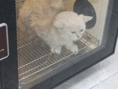 -中农国际动物医院24小时·猫科·骨科·急重症中心