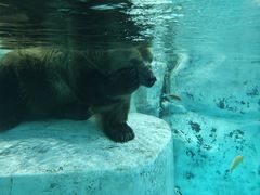 -海合安成都极地海洋公园