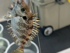 -小猫钓鱼海钓俱乐部(椰梦长廊店)