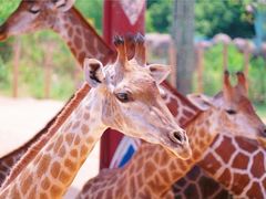 -杭州野生动物世界