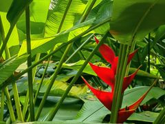 -中国科学院西双版纳热带植物园