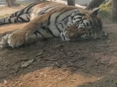 -西霞口神雕山野生动物世界