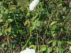 -亚龙湾国际玫瑰谷