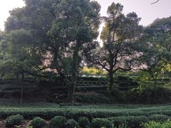 -龙井村