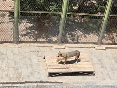 -青藏高原野生动物园