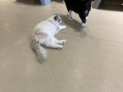 -藏猫猫咖啡主题馆(中央大道店)