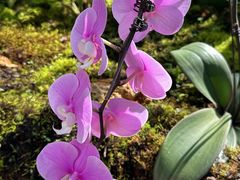 -国家植物园南园