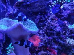 -悉尼海洋生物水族馆