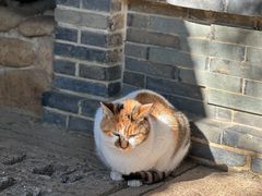 -龙华寺