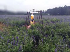 -北京东方普罗旺斯薰衣草庄园