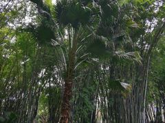-望江楼公园