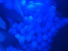 -简奥斯汀·赫本酒吧