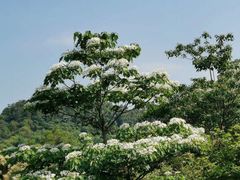 -火炉山森林公园