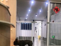 -宠颐生动物医院·猫科·心脏科(海口分院)