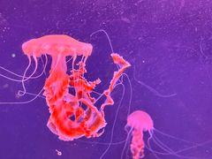 -珠海长隆海洋王国