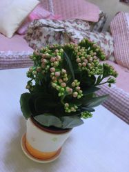 -维纳斯专业减肥