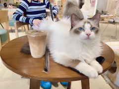 -藏猫猫咖啡主题馆(中央大道店)