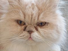 -平行世界·猫咖(首经贸店)