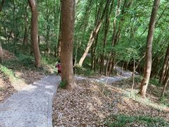 -上海佘山国家森林公园天马山园