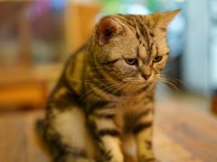 -李小姐の猫咖啡馆(五角场店)