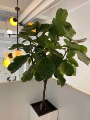 点击看大图 -I+造型烫发染发