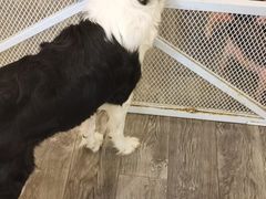 -浣熊柯尔鸭土拨鼠·电玩咖