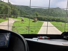 -横道河子东北虎林园
