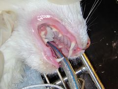 -御宝贝·A梦猫科宠物医院(国际猫友好医院)