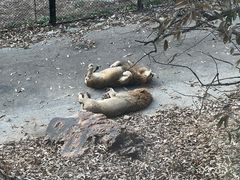 -大连森林动物园