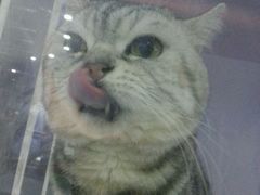 -喵的天空名猫咖啡馆·撸猫·猫舍·用品