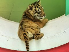 -北京野生动物园