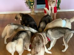 -Husky Go! 哈士奇体验馆·宠物咖啡厅狗咖