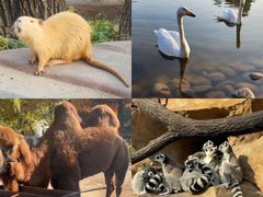 -北京野生动物园