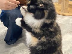-楼上猫咖(罗湖店)