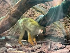 -广州长隆国际大马戏