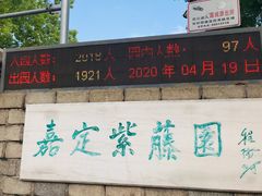 -嘉定紫藤园
