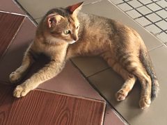 -ခြောက်ထပ်ကြီးရွှေသာလျောင်းဘုရားကြီး