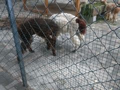 -长白岛森林公园