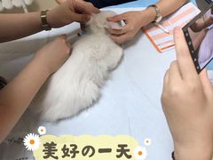 -喜多萌中农锦绣动物医院24H·猫科·牙科MRI·CT