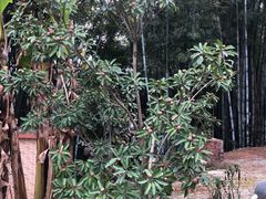 -彩虹桥宠物火化殡葬善终服务(金乐大厦店)