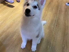 -Husky Go! 哈士奇体验馆·宠物咖啡厅狗咖