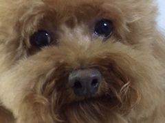 -小叮当动物医院·骨科·眼科