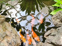 -白天鹅宾馆-宏图府餐厅