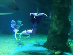 -北戴河圣蓝海洋公园